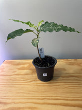 Load image into Gallery viewer, 57. Ficus Aspera Variegated