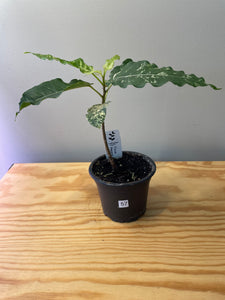 57. Ficus Aspera Variegated