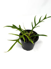 Load image into Gallery viewer, Philodendron Tortum 4”