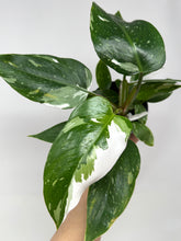 Load image into Gallery viewer, Philodendron White Princess (High Variegation)