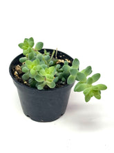 Load image into Gallery viewer, Sedum Morganianum ‘Burro’s Tail’