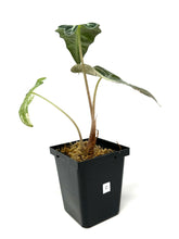 Load image into Gallery viewer, Alocasia Amazonica Variegated C