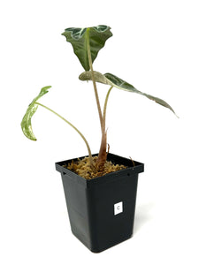 Alocasia Amazonica Variegated C