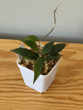 Load image into Gallery viewer, 351. Hoya Parviflora Splash