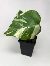Load image into Gallery viewer, Monstera Deliciosa Albo Variegated B