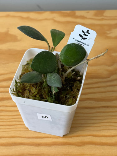50. Hoya Burtoniae Variegated