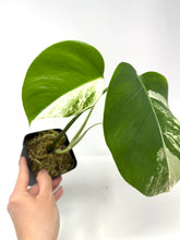 Load image into Gallery viewer, Monstera Deliciosa Albo Variegated M