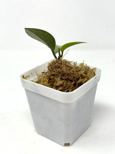 Hoya Wilbur Graves Silver B