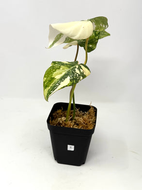 Philodendron Gloriosum Variegated E