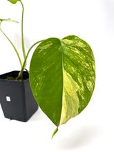 Load image into Gallery viewer, Monstera Deliciosa Aurea Variegated A