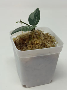 Hoya Mathilde Splash