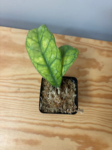 9.Hoya Deykeae
