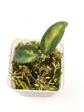 Load image into Gallery viewer, Hoya Carnosa ‘Argentea Princess’ B
