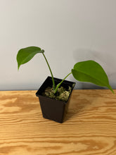 Load image into Gallery viewer, 79. Monstera Deliciosa Aurea Variegated