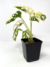 Load image into Gallery viewer, Monstera Adansonii Albo Variegated E