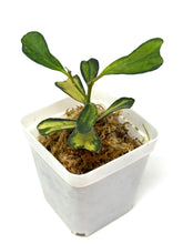 Load image into Gallery viewer, Hoya Manipurensis Variegated