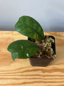 69. Hoya Deykeae