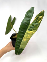 Load image into Gallery viewer, Philodendron Billietiae Variegated E