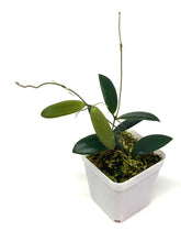 Load image into Gallery viewer, Hoya Dragon Wing (GPS7240 Hybrid)