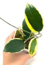 Load image into Gallery viewer, Hoya Acuta Albo Variegated