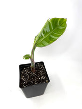Load image into Gallery viewer, Musa Ae Ae Variegated Banana Tree (Ships within Canada only)