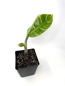 Musa Ae Ae Variegated Banana Tree (Ships within Canada only)