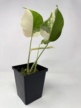 Load image into Gallery viewer, Monstera Deliciosa Albo Variegated L