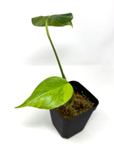 Load image into Gallery viewer, Monstera Deliciosa Aurea Variegated E