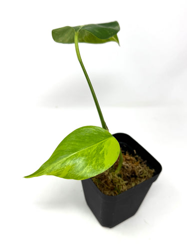 Monstera Deliciosa Aurea Variegated E