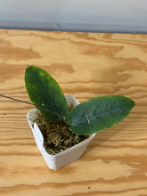 Load image into Gallery viewer, 157. Hoya Inflata