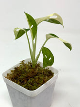 Load image into Gallery viewer, Monstera Adansonii Variegated B