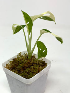 Monstera Adansonii Variegated B