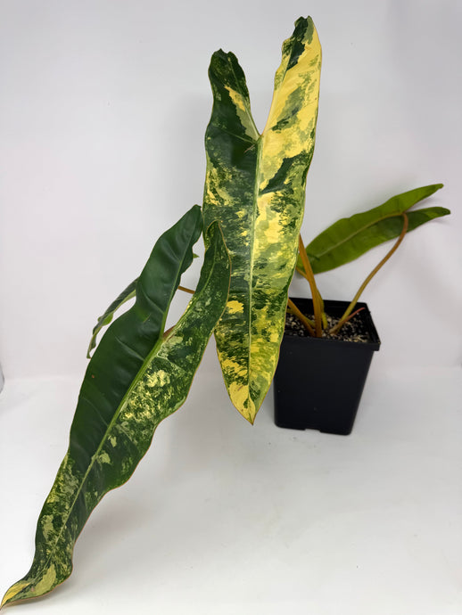 Philodendron Billietiae Variegated C