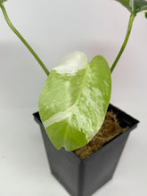 Load image into Gallery viewer, Monstera Deliciosa Albo Variegated J
