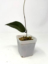 Load image into Gallery viewer, Hoya Caudata Silver Ghost