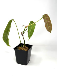 Philodendron Sharoniae