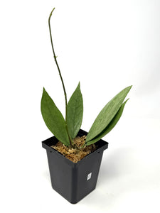 Hoya Germany Silver C