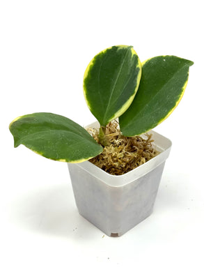 Hoya Pachyclada Albo Variegated