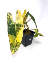 Load image into Gallery viewer, Philodendron Billietiae Variegated B