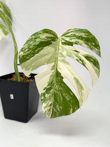 Monstera Deliciosa Albo Variegated B