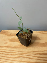 Load image into Gallery viewer, 212. Hoya Coriacea Silver