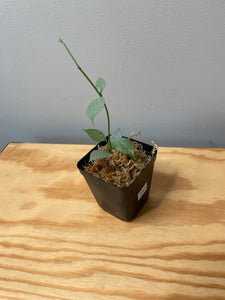 212. Hoya Coriacea Silver