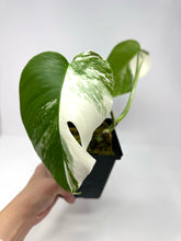 Load image into Gallery viewer, Monstera Deliciosa Albo Variegated A