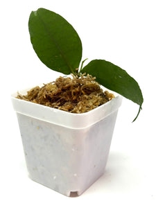 Hoya Ignorata