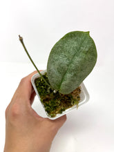 Load image into Gallery viewer, Hoya Mitrata Silver D
