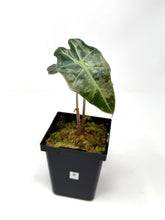 Load image into Gallery viewer, Alocasia Amazonica Variegated B