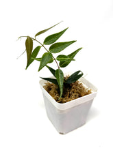 Load image into Gallery viewer, Hoya Leucantha