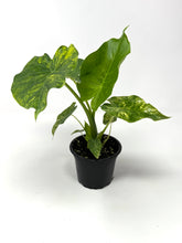Load image into Gallery viewer, Alocasia Odora Aurea Variegated