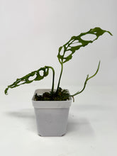 Load image into Gallery viewer, Monstera Obliqua