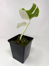 Load image into Gallery viewer, Monstera Deliciosa Albo Variegated D